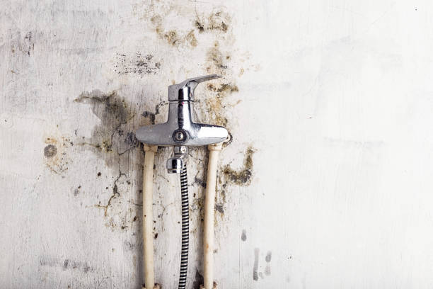 Best Preventive Mold Services in Roswell, NM