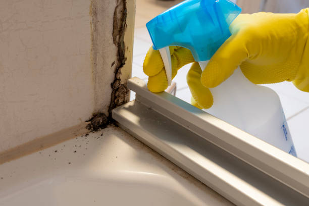 Best Black Mold Remediation in Roswell, NM