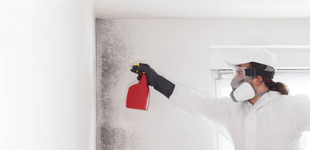Best Attic Mold Remediation in Roswell, NM