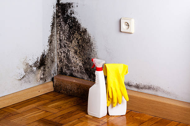 Best Industrial Mold Remediation in Roswell, NM