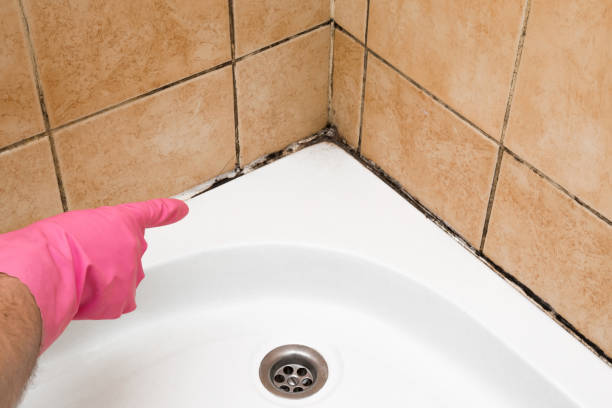Best White Mold Remediation in Roswell, NM